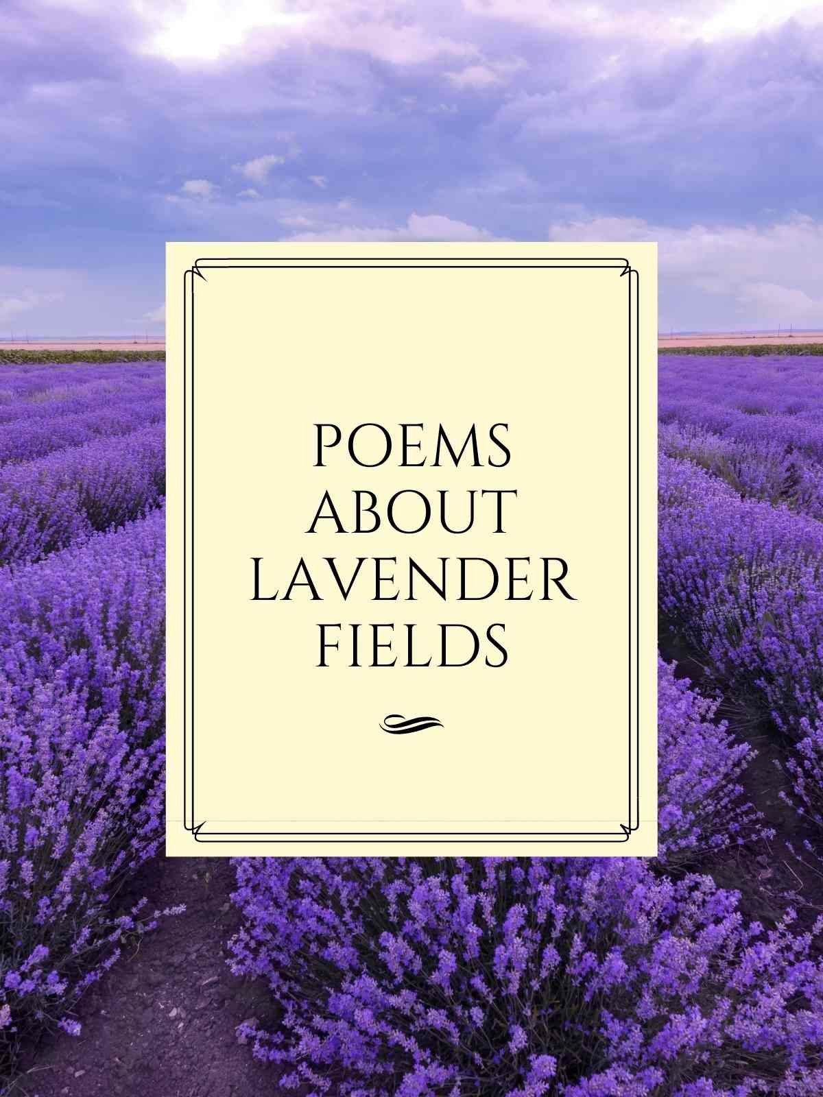 Poems about Lavender flowers
