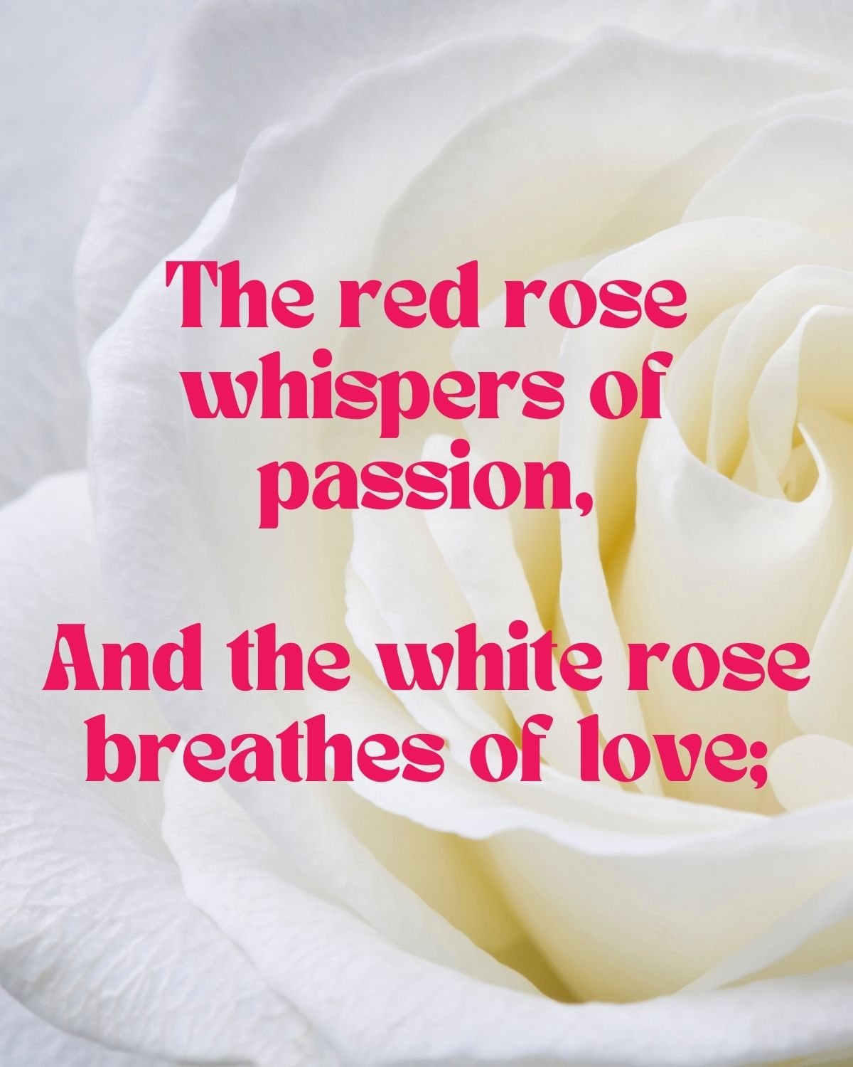 A white rose closeup