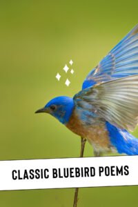 Classic Bluebird Poems