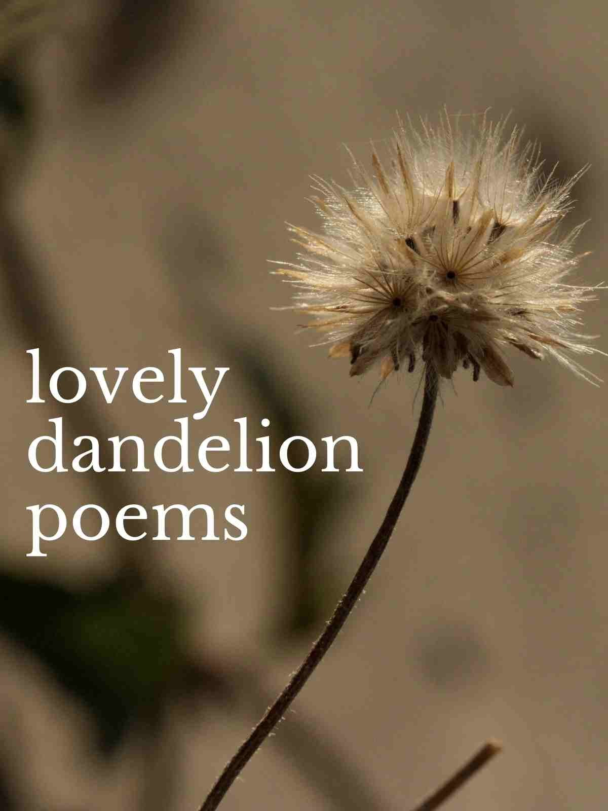 Lovely Dandelion Poems