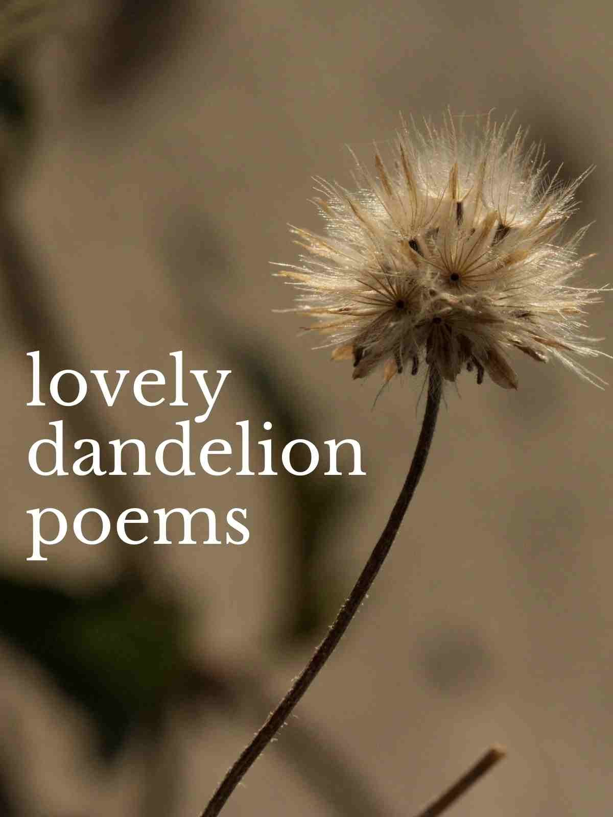 17+ Best Poems About Dandelions Aestheticpoems