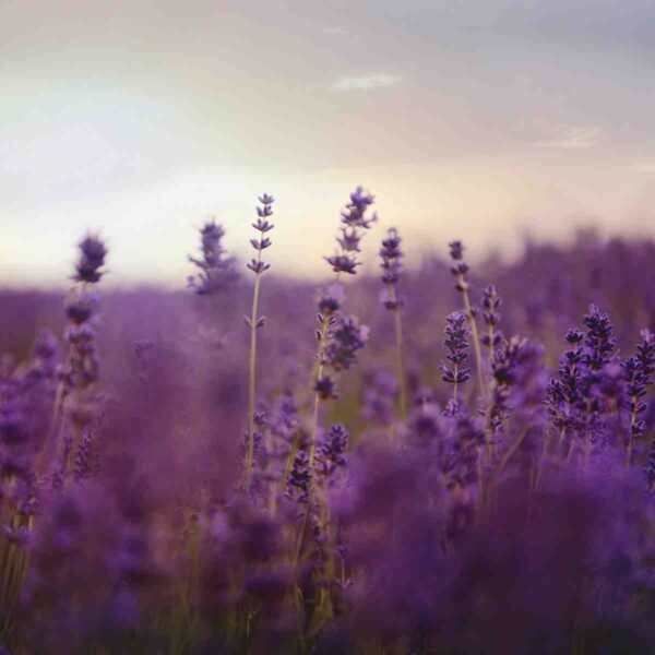 53 Lavender Poems - aestheticpoems.com