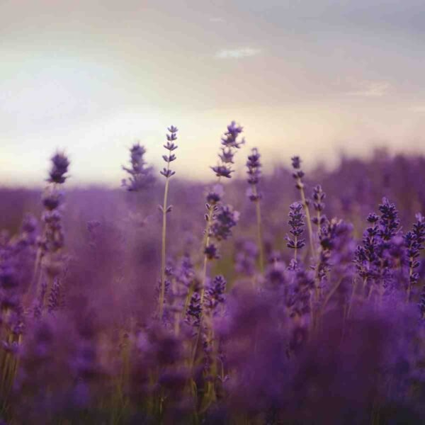 53 Lavender Poems - Aestheticpoems