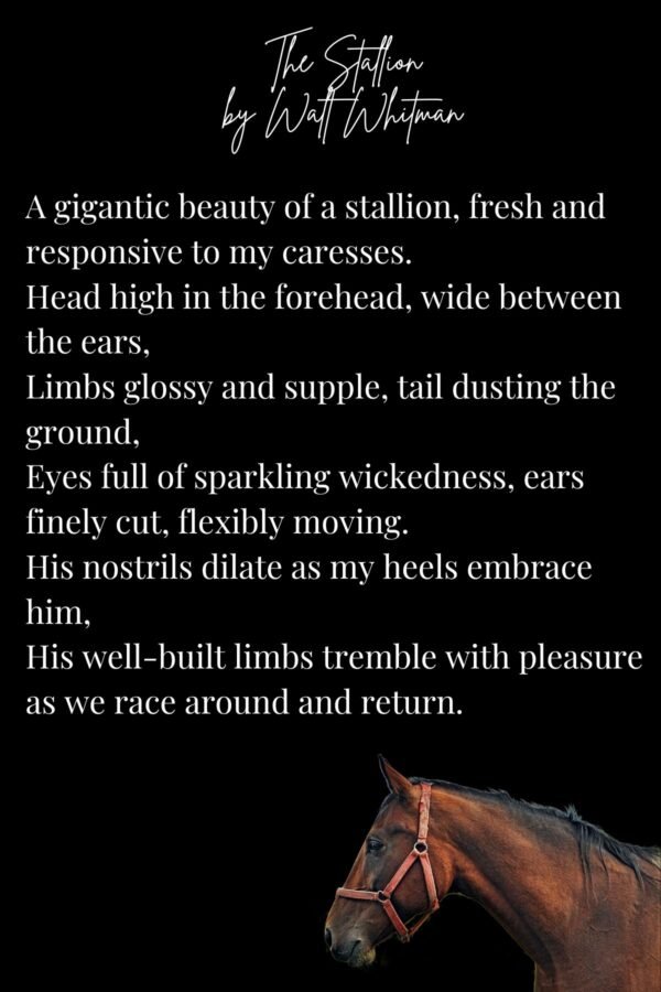 27 Inspirational Horse Poems - Aestheticpoems