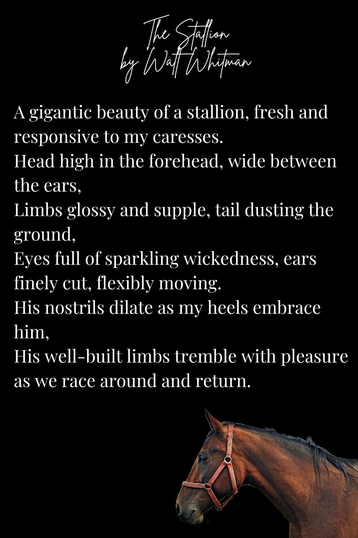 walt whitman poem about stallions