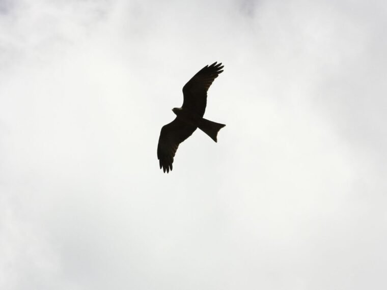 a dove in the sky