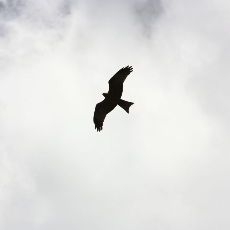 a dove in the sky