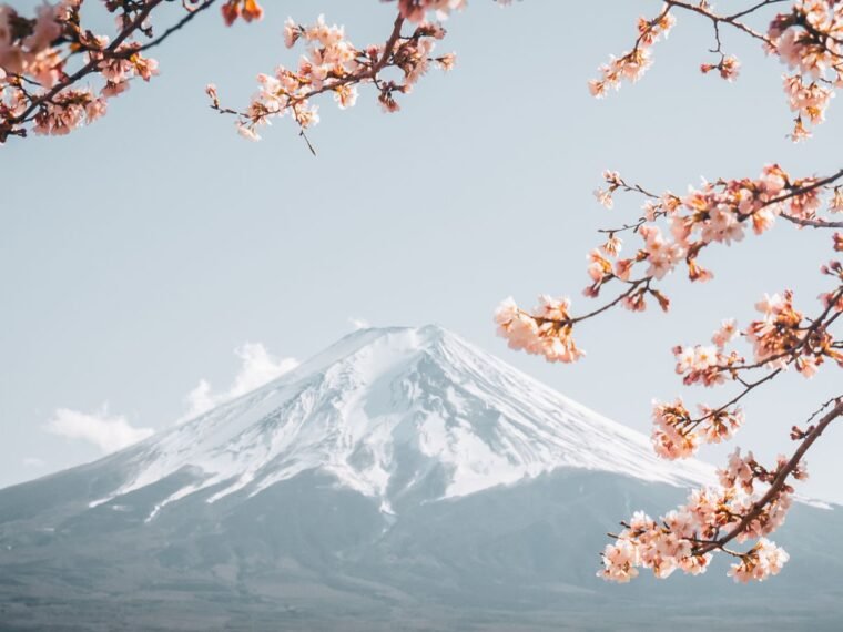 Japanese cherry blossoms in front of a mountain