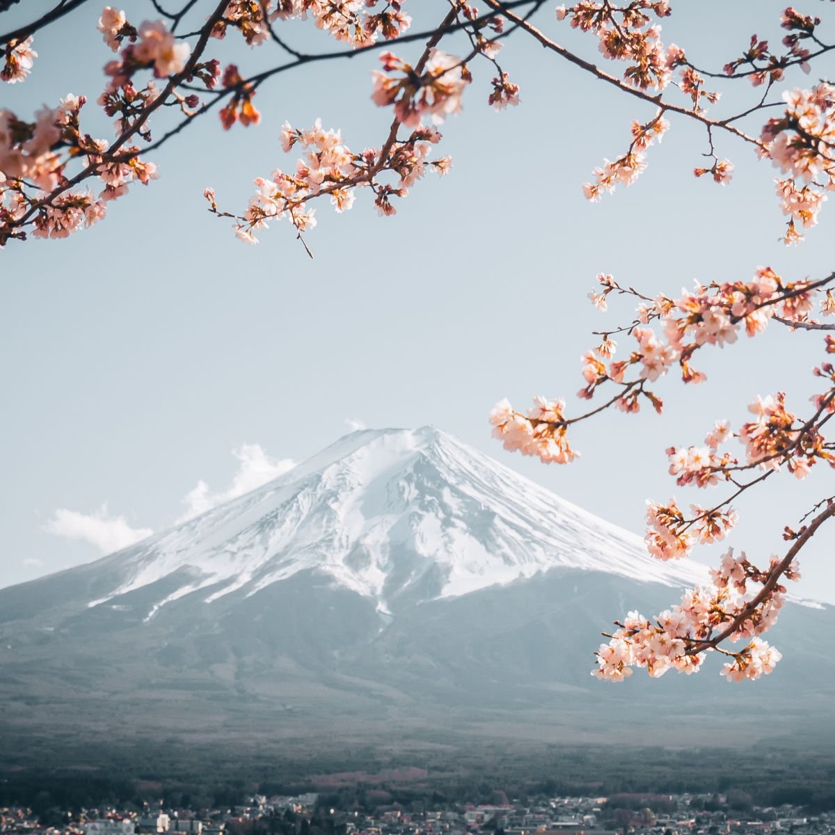 Japanese cherry blossoms in front of a mountain
