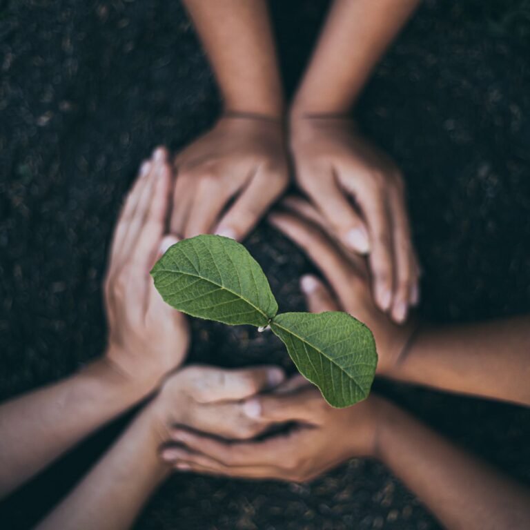 Hands holding around a newly planted tree