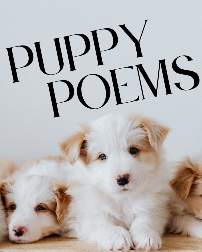 31 Precious Puppy Poems To Gush Over - Aestheticpoems