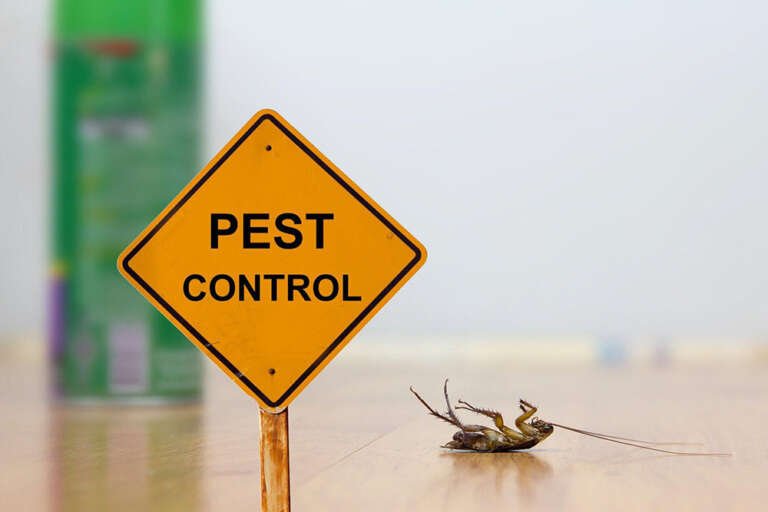 The Importance of Quick Action of Emergency Pest Control Services