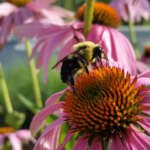 The Role of Pollinators in Your Garden