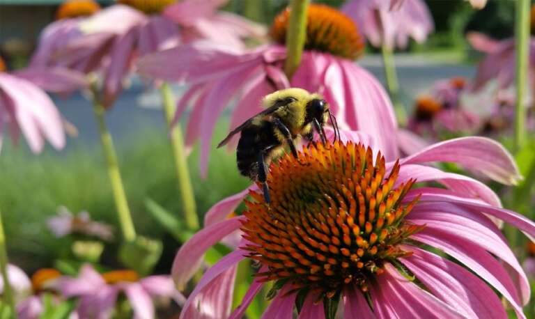 The Role of Pollinators in Your Garden