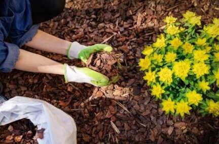 How to Mulch a Garden: Your Complete Guide