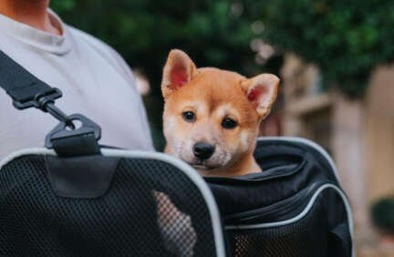 How to Choose the Best Backpack Dog Carrier Solution for Your Pet