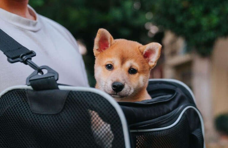 How to Choose the Best Backpack Dog Carrier Solution for Your Pet