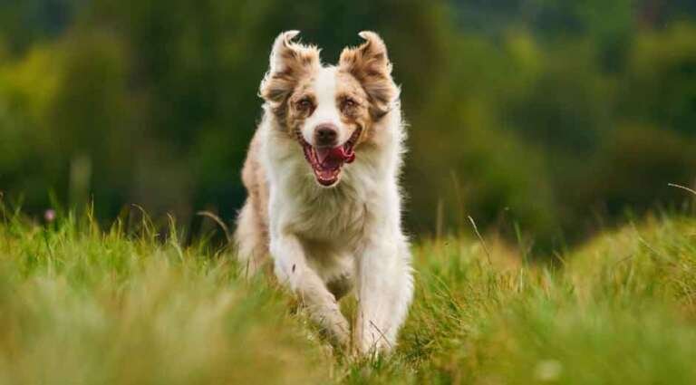 How-to-Respond-Quickly-to-Emergencies-with-Small-Breed-Puppies