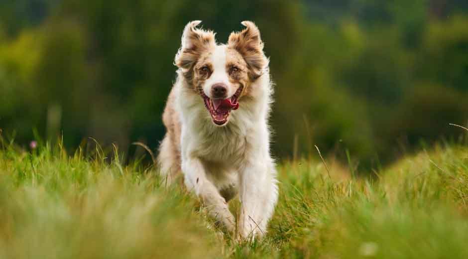 How-to-Respond-Quickly-to-Emergencies-with-Small-Breed-Puppies